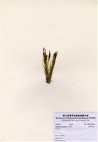 藏品(臺灣綠毛藻)的圖片